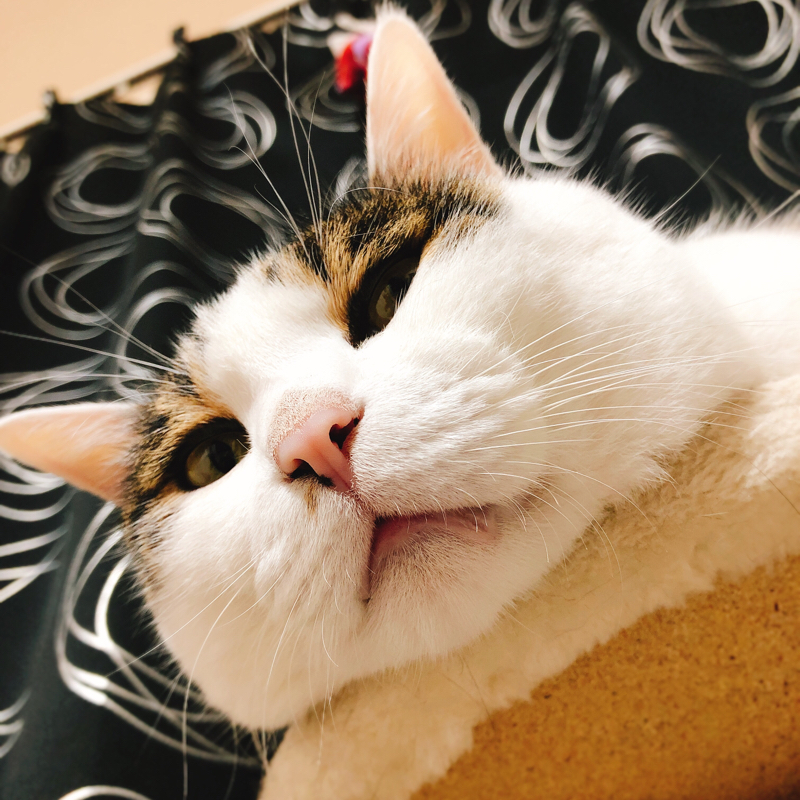 自分がたのしいやつ