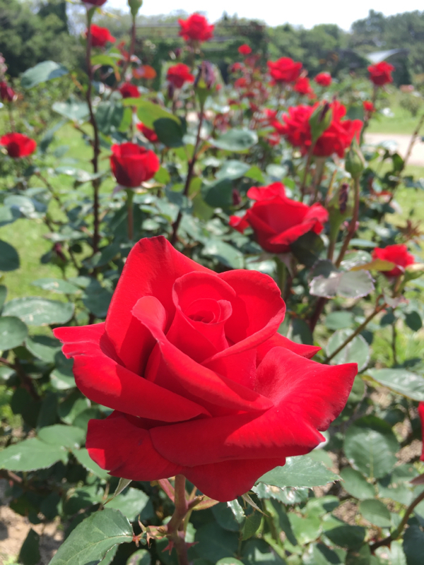 おくすりきめたね(仮)