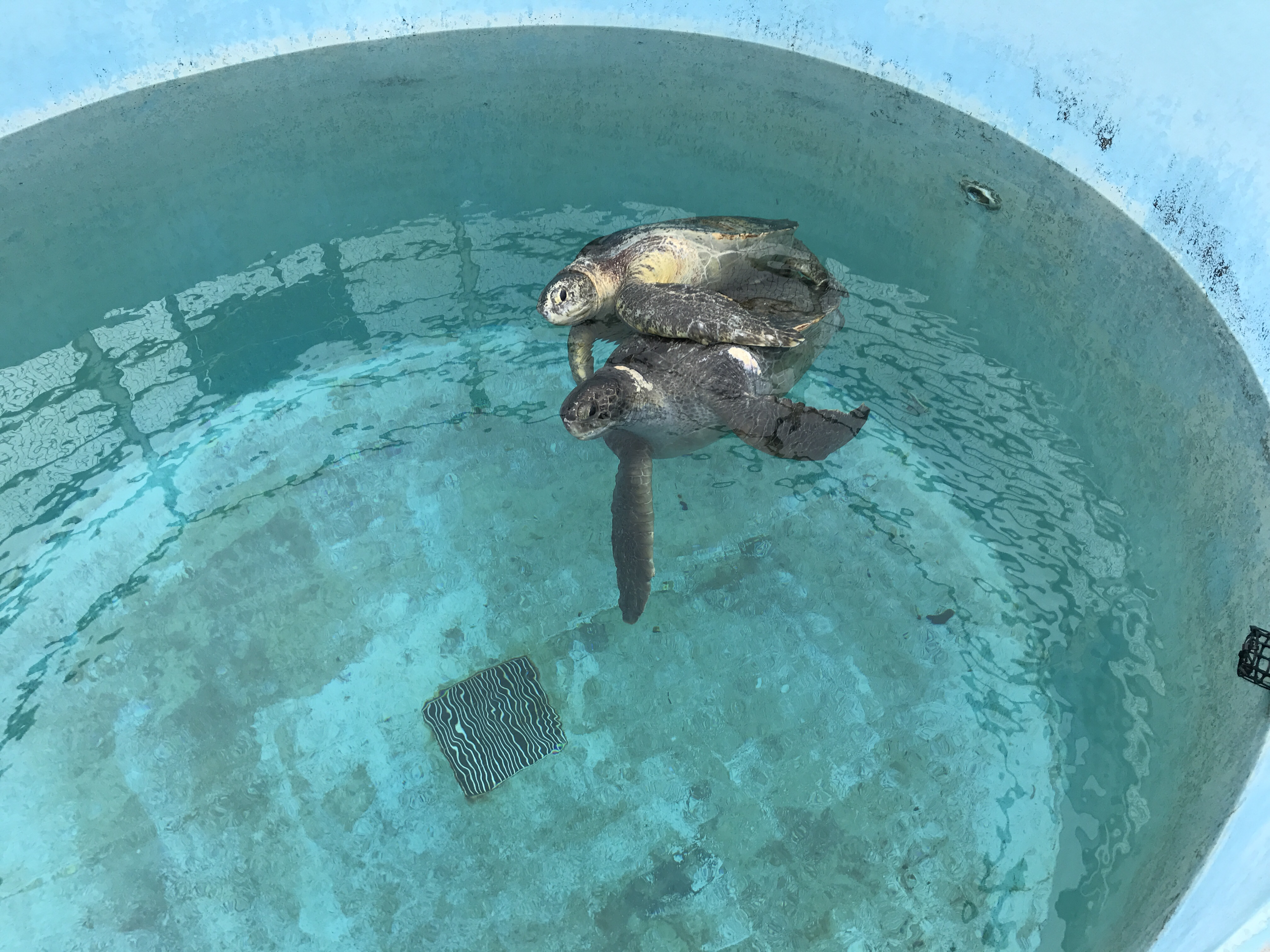 スザルルイメソン