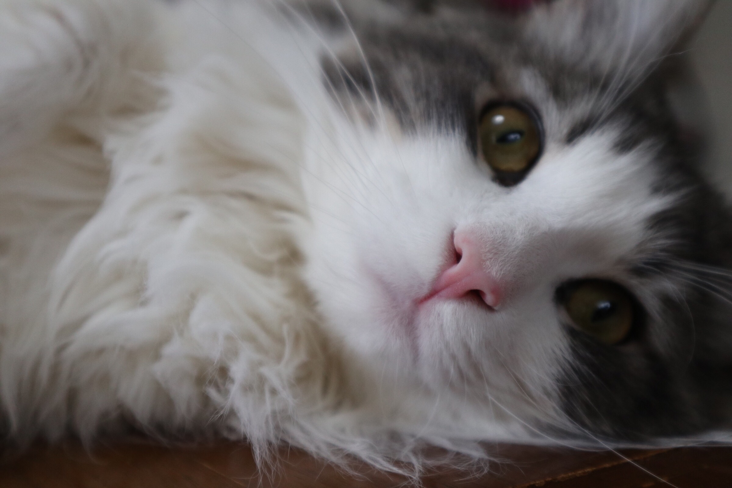 何でもかんでも好き語り！