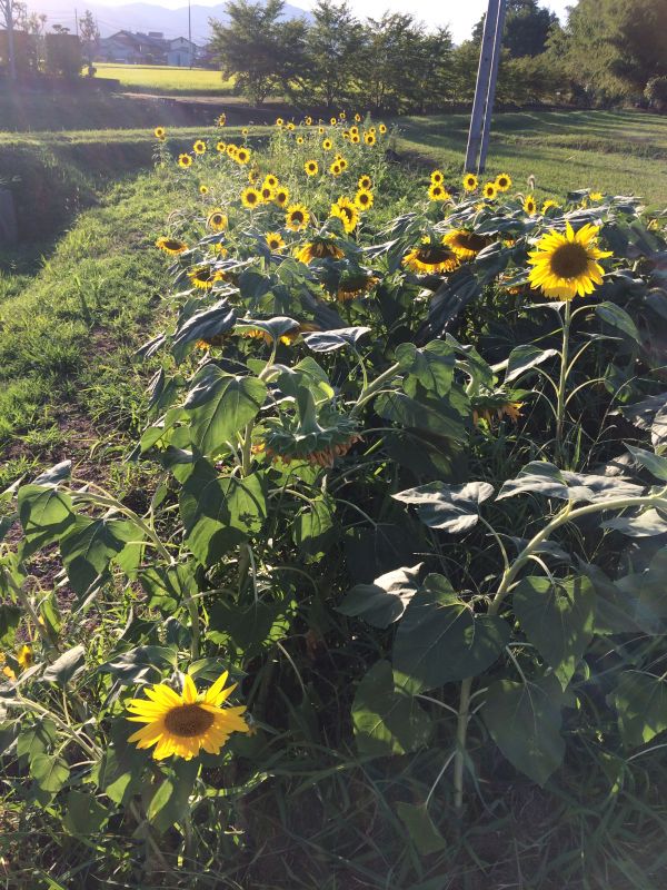 病とハッピーちゃん