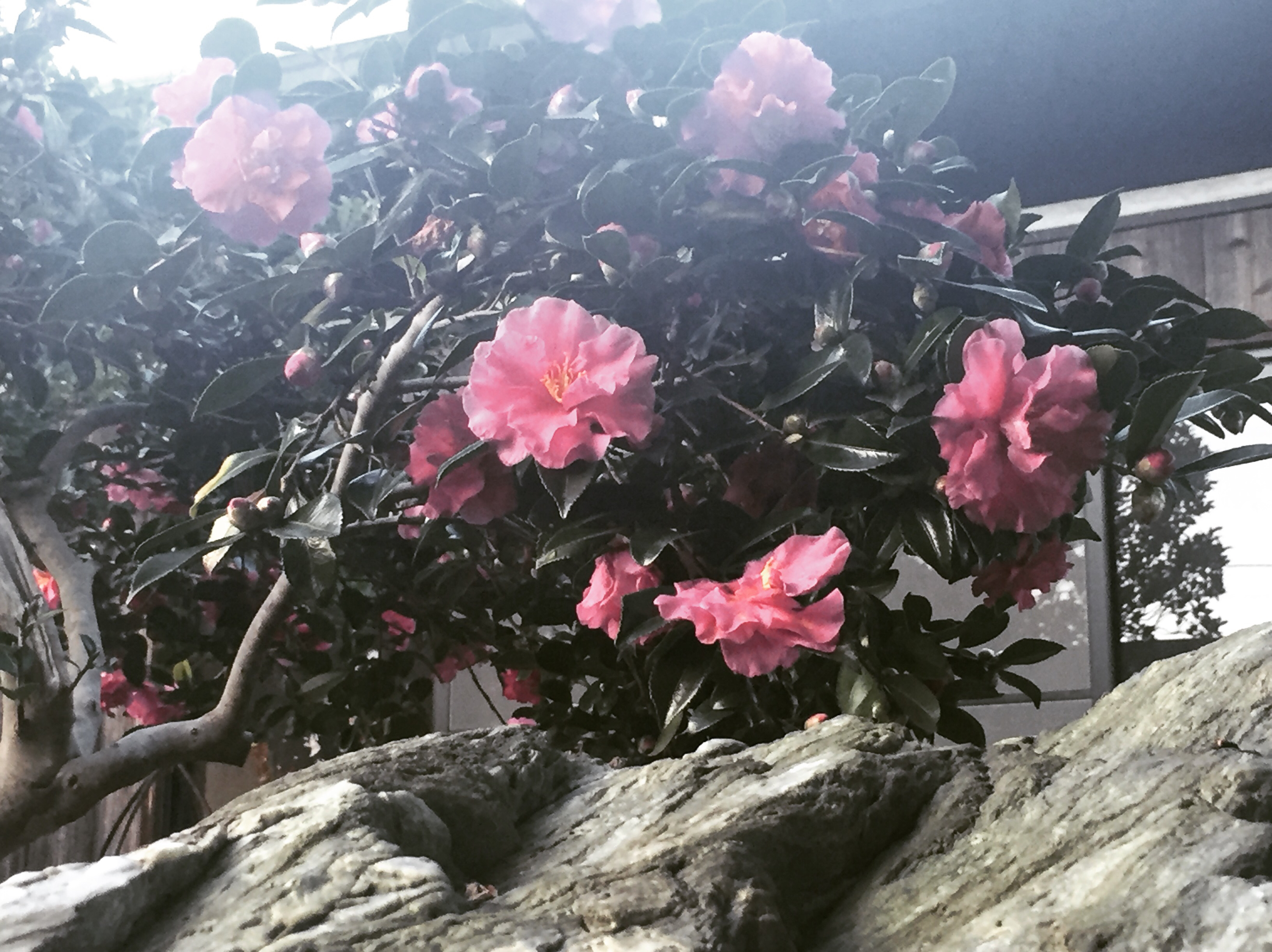 花を見るような目