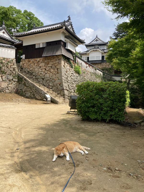 一匹のネコとある人物を紹介