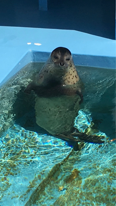 僕ダメ選手権