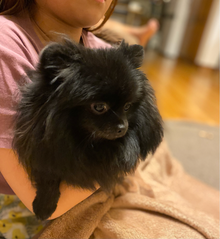 #41 ポメラニアンが我が家に来ました。韓国ペット事情