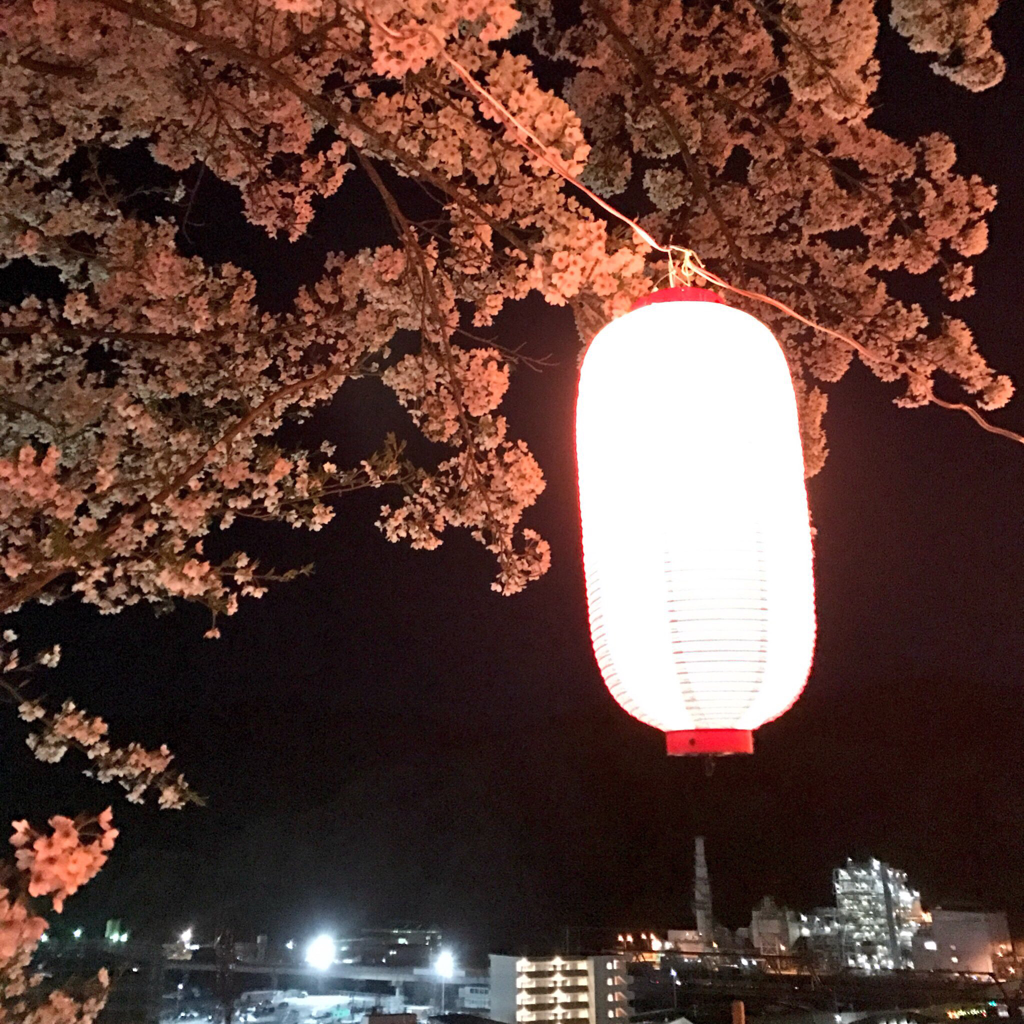 怪さんと成美さんとゆなおきが駄弁る