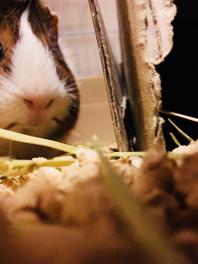 たてまるの鳴き声