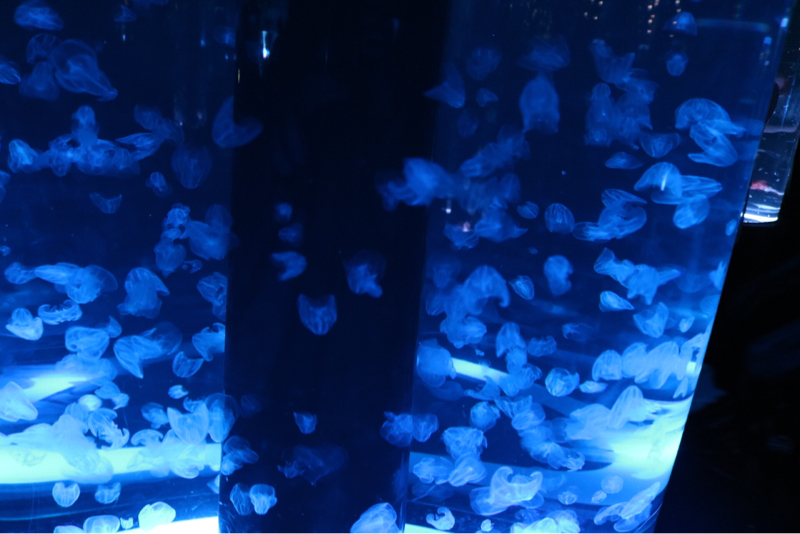 小川未明/赤い蝋燭と人魚①