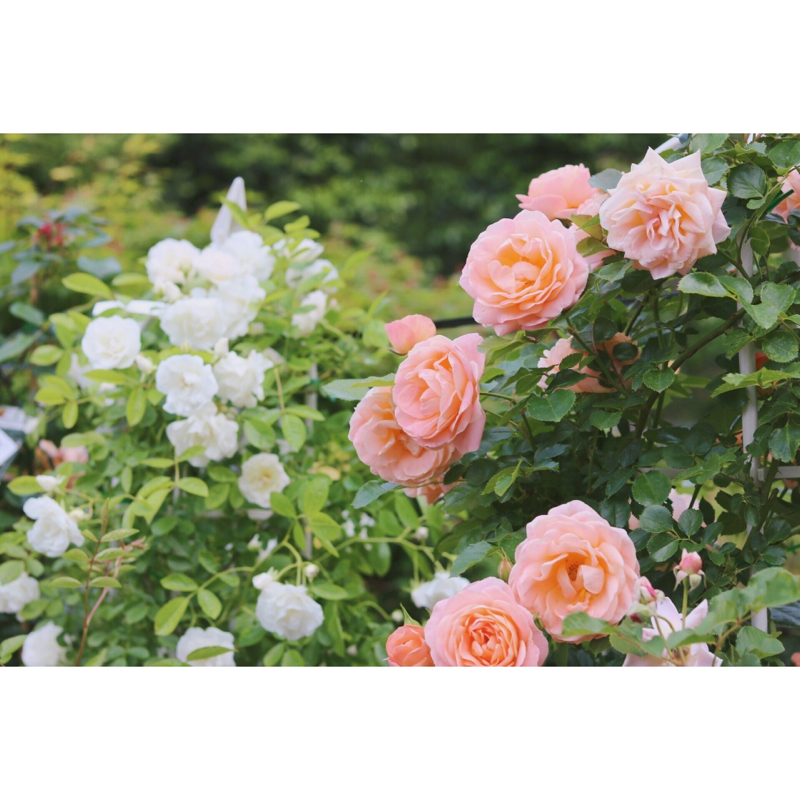 アンデルセン/絵のない絵本 ”