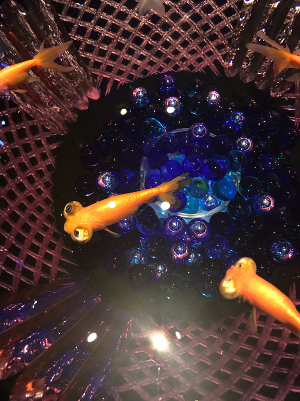 方言ラジオリベンジと真剣乱舞祭2018