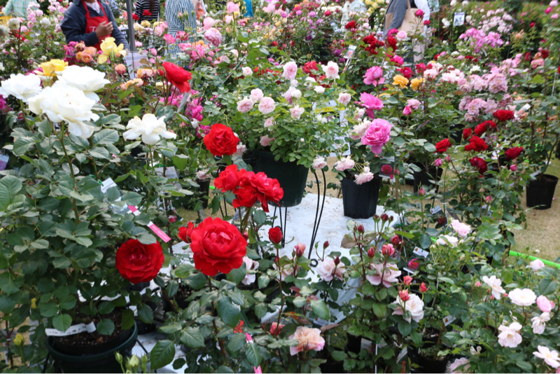 フォロワーさんのお話読んだ(蝶子さん)