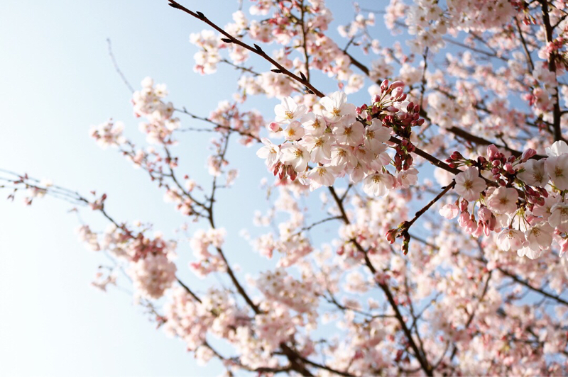 音読 細雪(谷崎潤一郎)