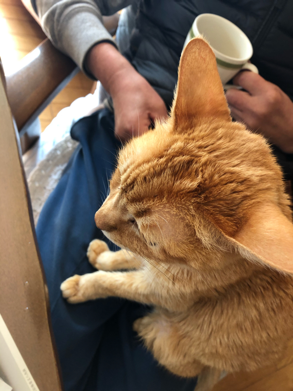 045 カフェインと睡眠