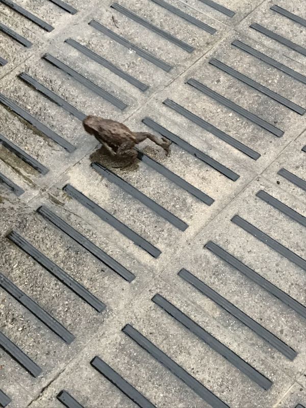 とれたて！適当柑橘レディオ！第6巻