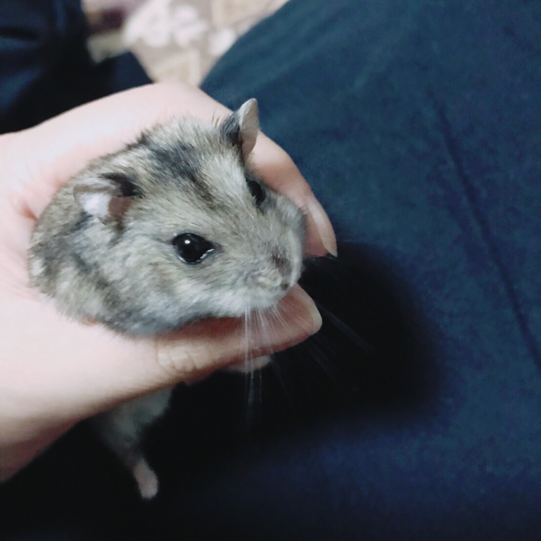 【B型女が語る】ハムスターの魅力とは！？