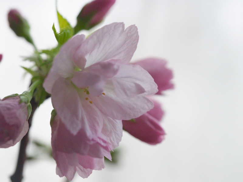 着物業界の体験談