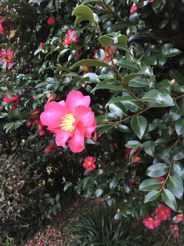 お花シリーズの話