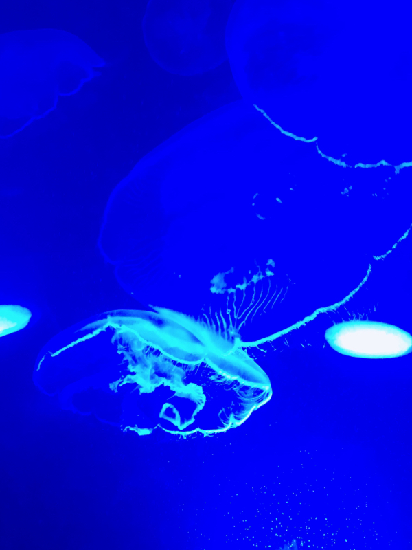 気まぐれラジオ 2 〜接近イベントについて〜 