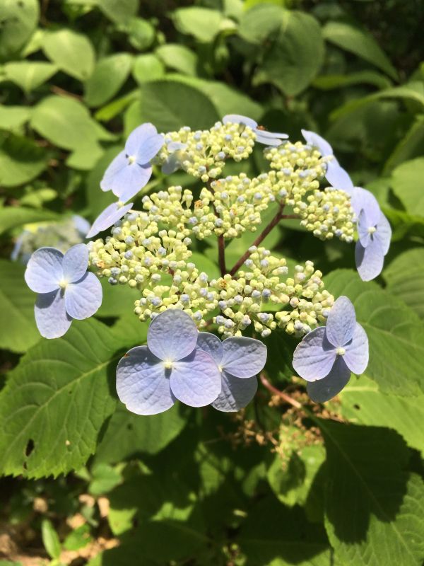 好きな作品についてぐだぐだ⑤