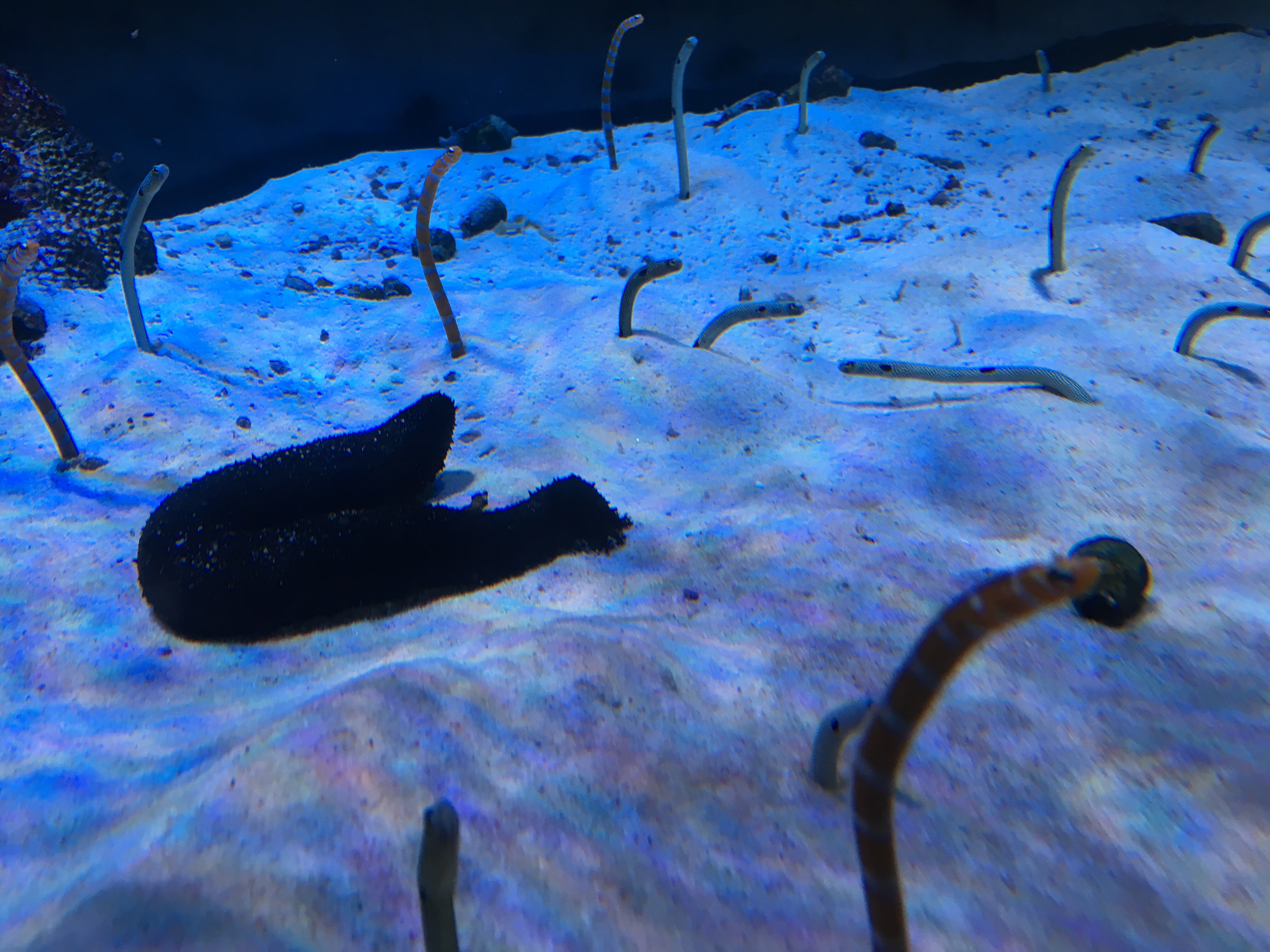 えむますの推しCP #1