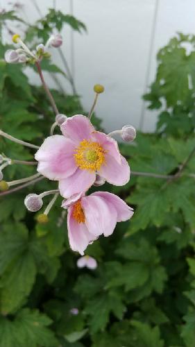 された数だけ彼の名前を呼ぶvol.2