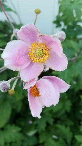 ヒプノシスマイクと寂雷先生について