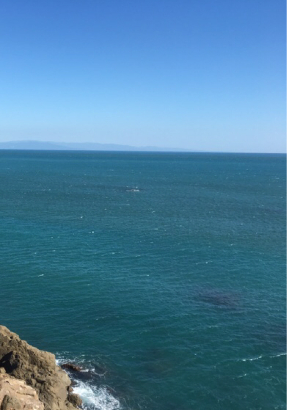 人生初募金詐欺（たぶん）に遭った話