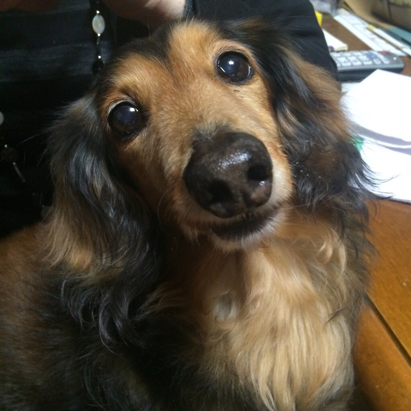 夢小説のはなし