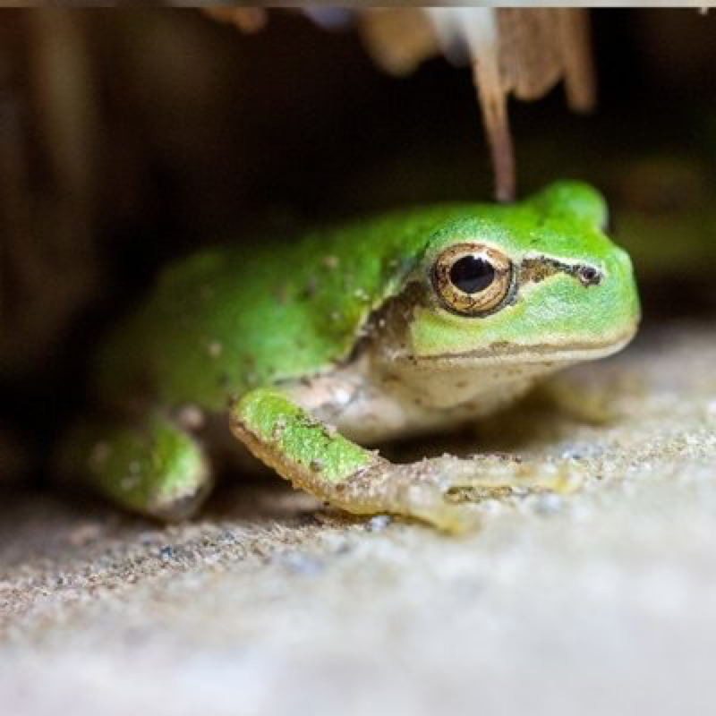 オホーツクホットスポット＃1  （ブロガー蛙）