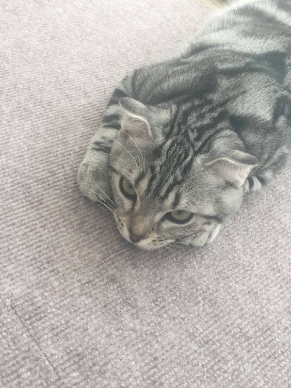 にじさんじモノマネシリーズ