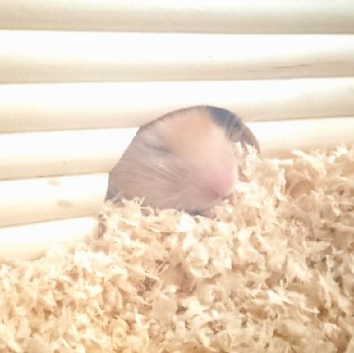 うめべの顔がいい話