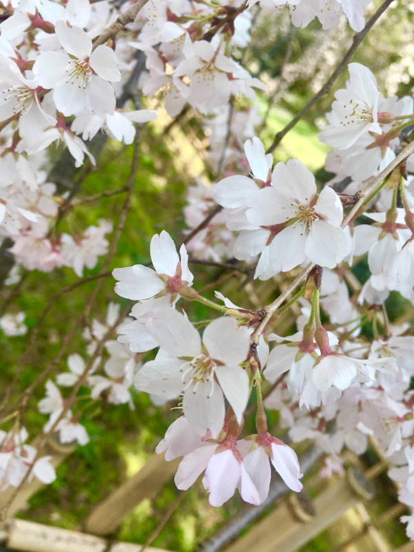 寝る前のひづらぢ☆羊が44匹