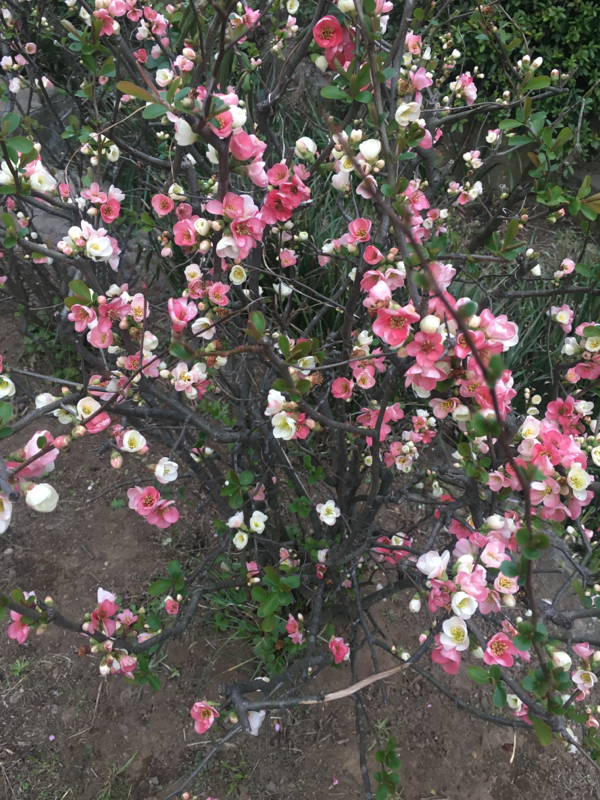 陽月屋本舗 ラジオのキズナ！#4