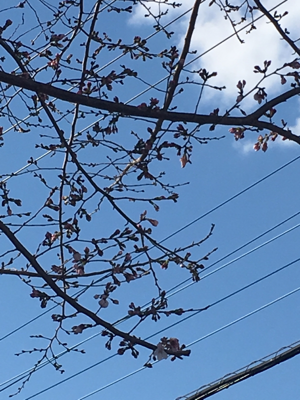 寝る前のひづらぢ☆羊が68匹