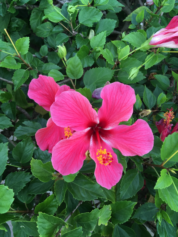 寝る前のひづらぢ☆羊が70匹