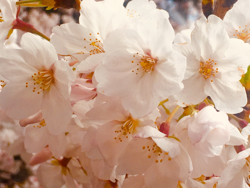 寝る前のひづらぢ☆羊が75匹