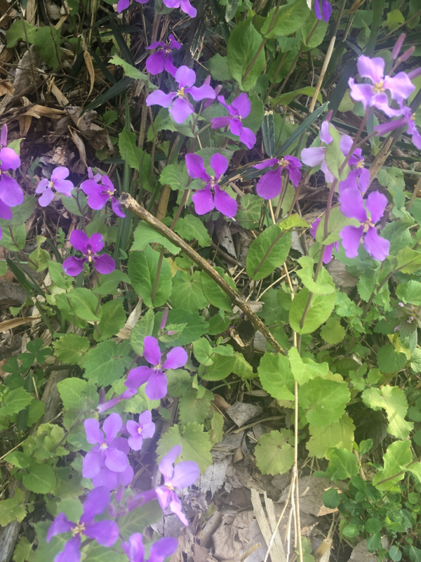 陽月屋本舗 ラジオのキズナ！#5