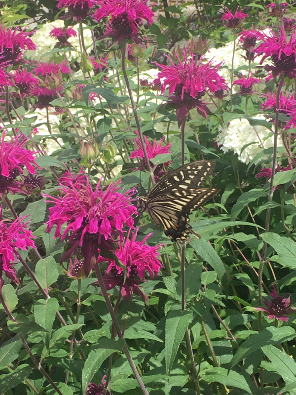 寝る前のひづらぢ☆羊が148匹