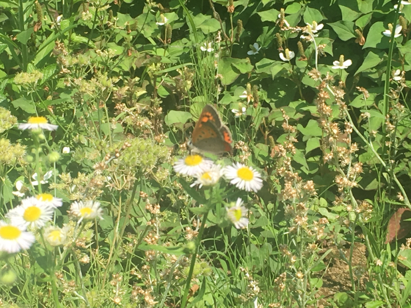 寝る前のひづらぢ☆羊が154匹