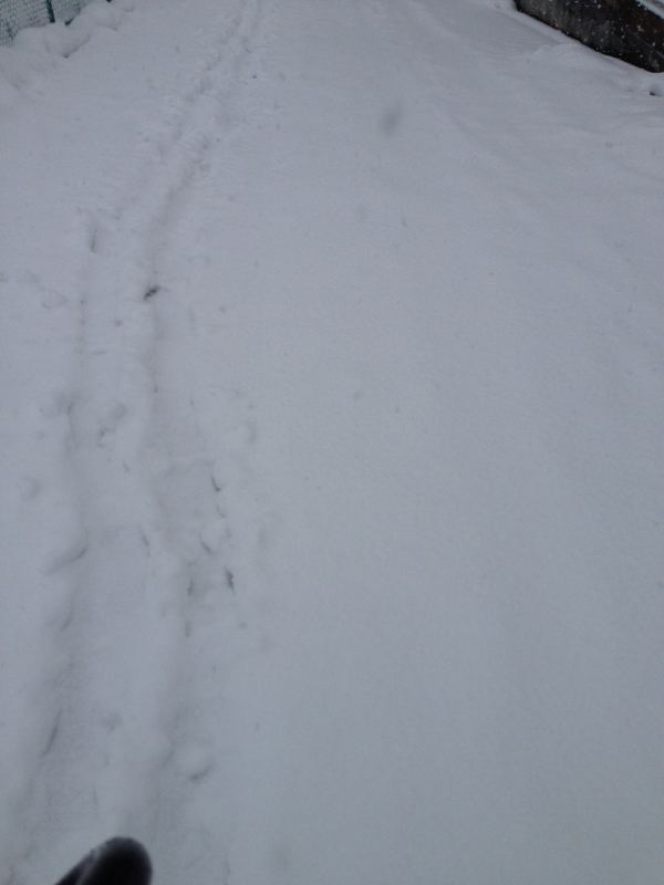 ひづきどうわ☆かめくんとありくん