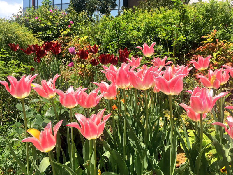 寝る前のひづらぢ☆羊が15匹