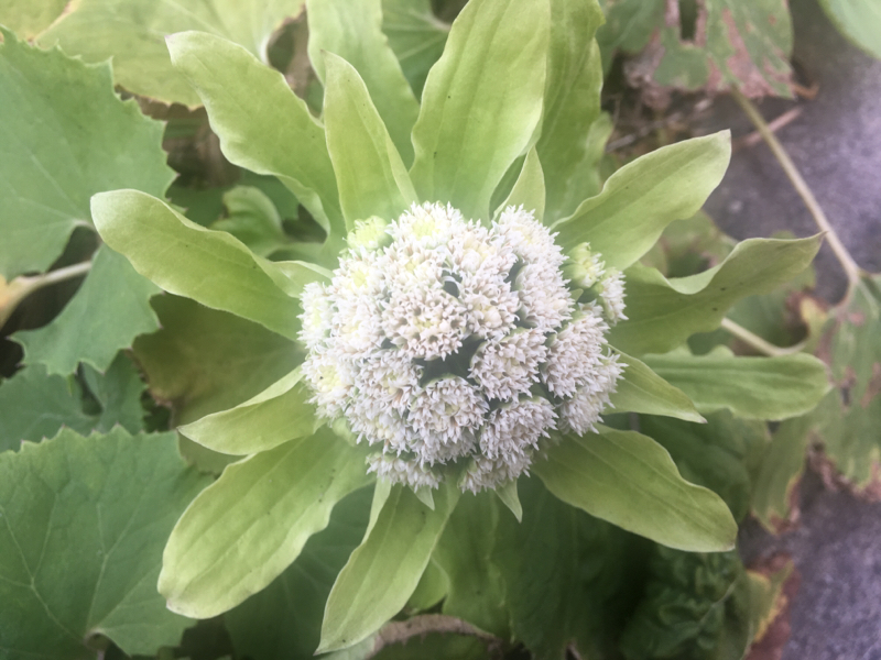 寝る前のひづらぢ☆羊が38匹