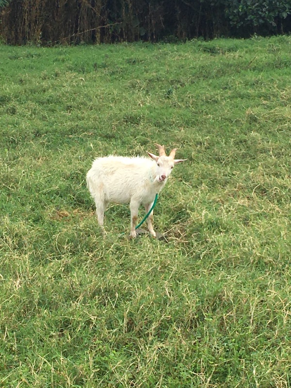 寝る前のひづらぢ☆羊が39匹
