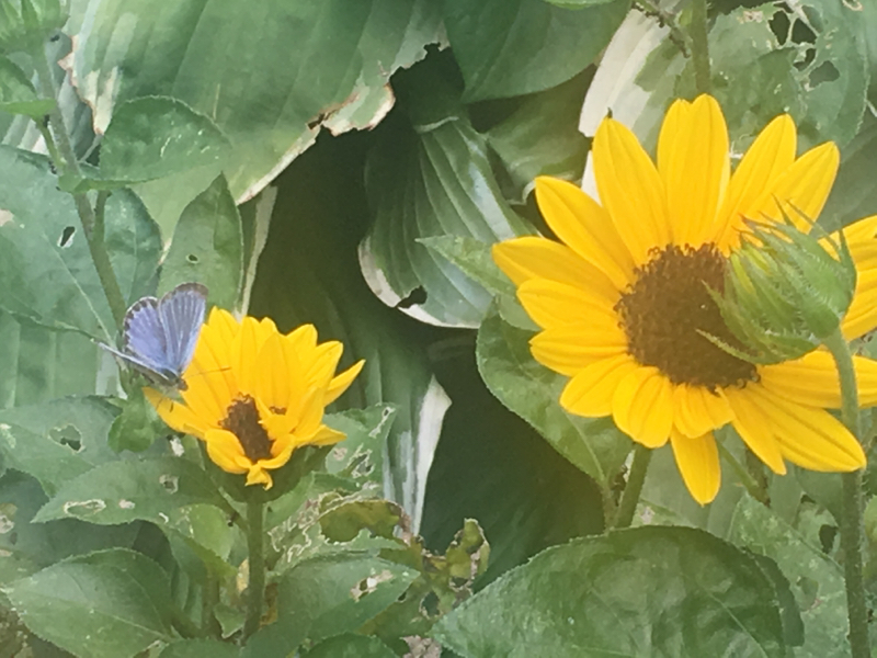 寝る前のひづらぢ☆羊が187匹