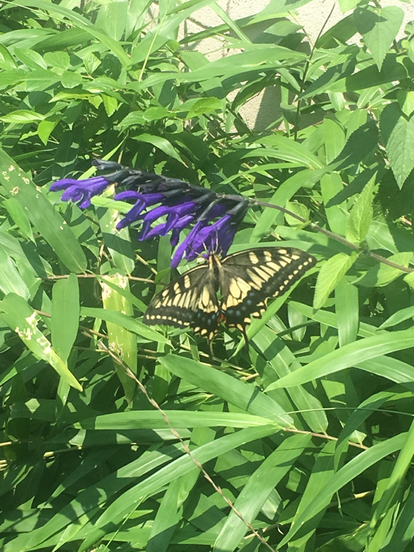 寝る前のひづらぢ☆羊が188匹