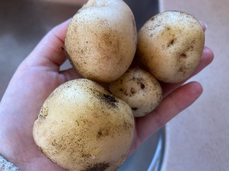 ひづらぢDX！第5話