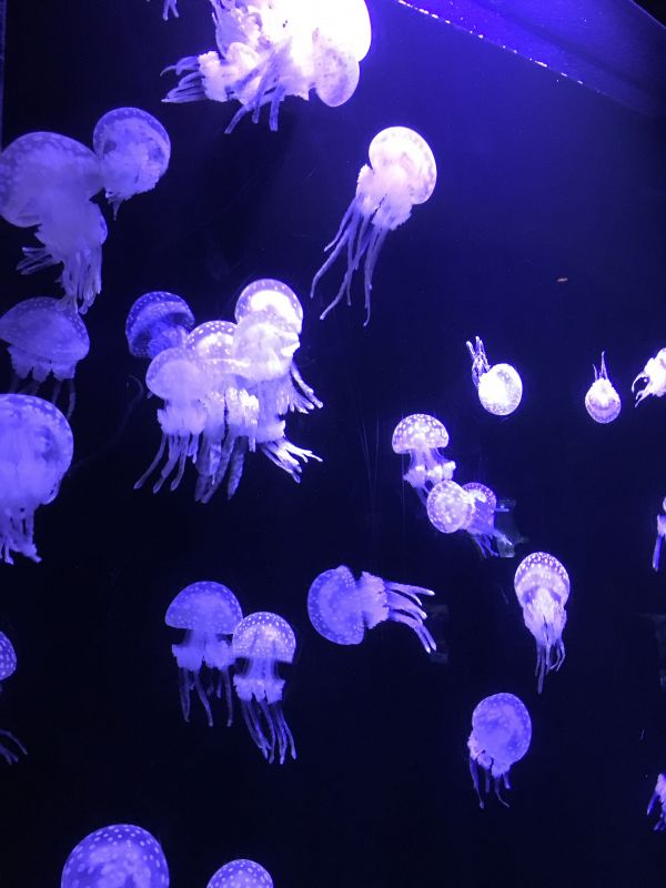 六月のんびりトーク