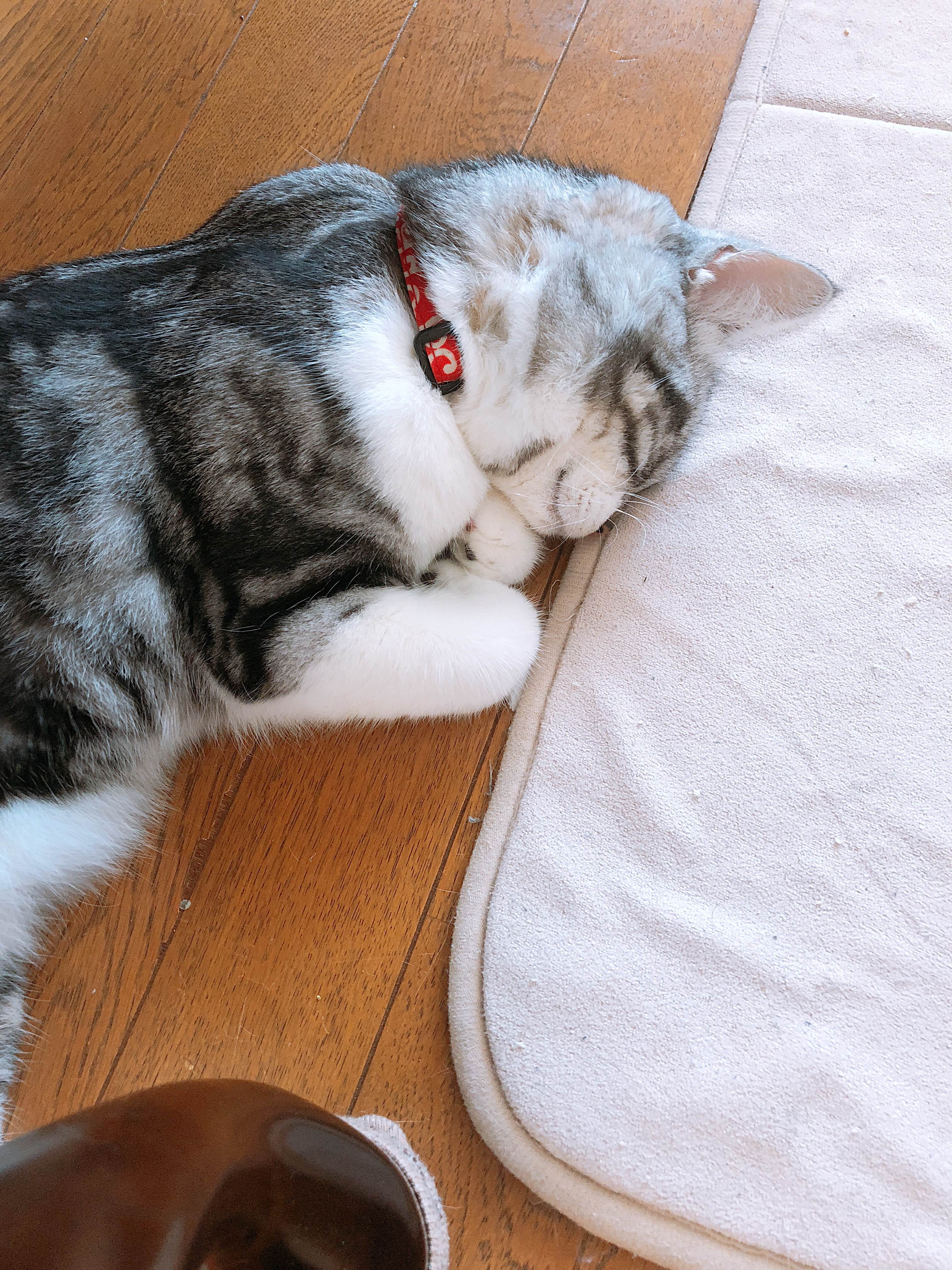 あしたのはなし