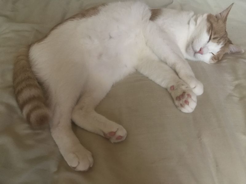 オタクと猫と日々のあれこれ