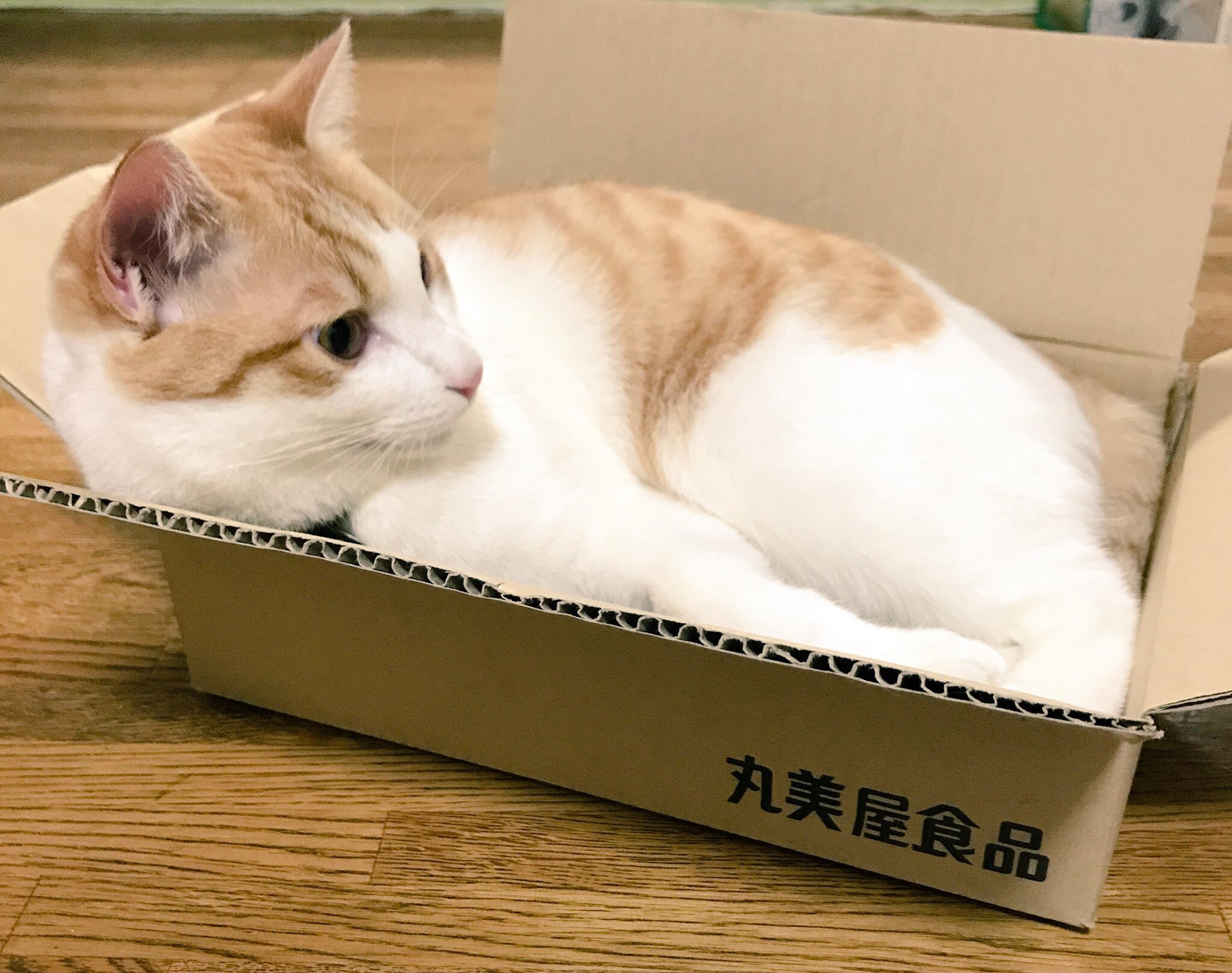 第一回 だいたい徳川まつりちゃんの話